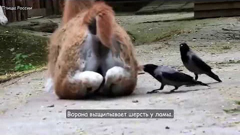 Из чего вороны строят гнёзда, и кто в них живёт - Птицы России