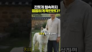 진돗개 털관리 방법 #진도개