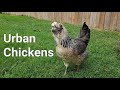 Chickens in the city!!! 🐔