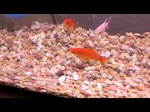 diy aquaponics fish tank