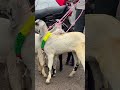 Mini goat #viralvideo #goat #azharvlogs #trendingshorts #animals #shortvideo #shorts #viralshorts