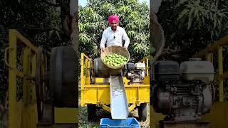Mango eating machine #trending #forest #cooking #shorts