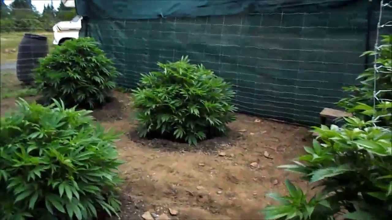 Day 50 Update on the Outdoor OREGON Marijuana grow 7/8/13 - YouTube