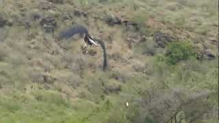 African fish eagle in action at Lake Baringo, Kenya.