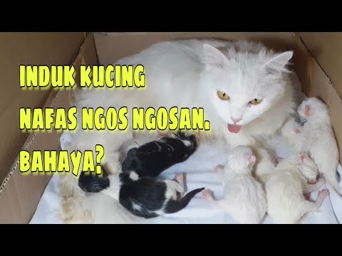 Nafas induk kucing terengah-engah / ngos-ngosan setelah melahirkan