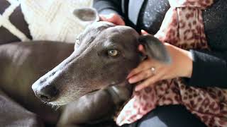 greyhound Molly gets ear drops. She whines like a baby!