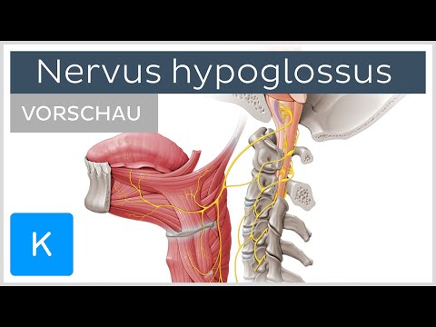 Nervus hypoglossus (Vorschau) - Anatomie des Menschen | Kenhub