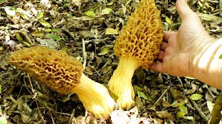 Georgia Morel Mushroom Hunting with Chris Matherly, Giant Morels, Motherloads, unbelievable footage!