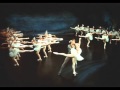 White Swan - Swan Lake