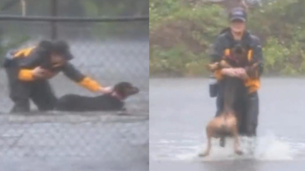 Reporter Covering Hurricane Florence Rescues Dogs In North Carolina Reporter Covering Hurricane Florence Rescues Dogs In North Carolina