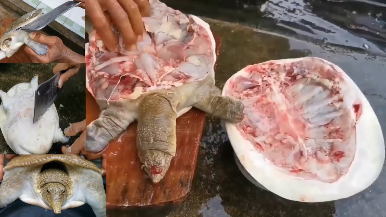 MONSTER RIVER/LABI_LABI/BULUS COOKING TEMPOYAK DURIAN- EXTREME FOOD