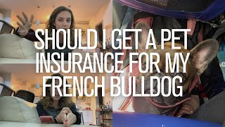 Should I Get Pet Insurance For My French Bulldog + BOAS Surgery Update by The French Bullvlog 2,306 views 2 years ago 8 minutes, 21 seconds