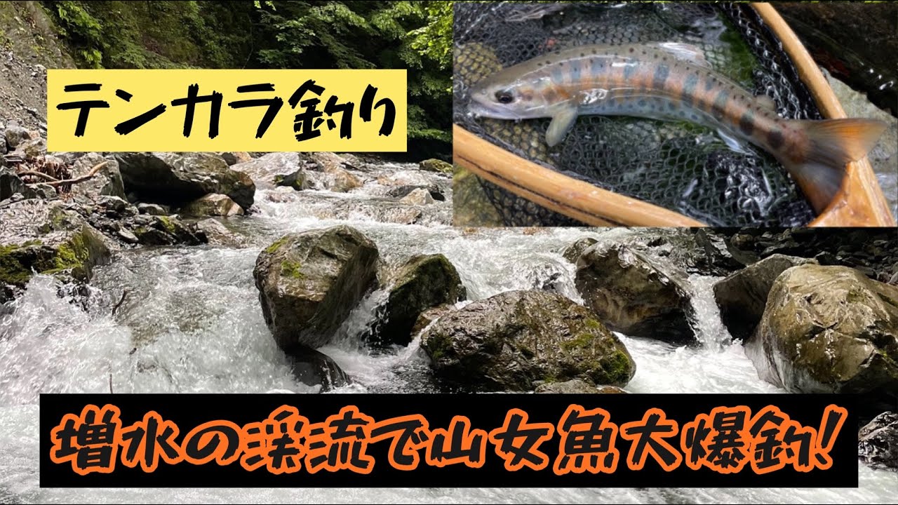 テンカラ釣り 増水の渓流で山女魚を狙う Youtube