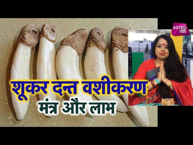 चुटकी में होगा सूअर के दांत से ...