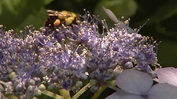 10/07/13 Research at UVM on Pollinators and Perrenials - UVM Extension
