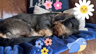 How a cute dachshund brings back spring🌸🌼🌸 #TeddyTheDachshund by Teddy the Dachshund 2,709 views 3 weeks ago 1 minute, 49 seconds