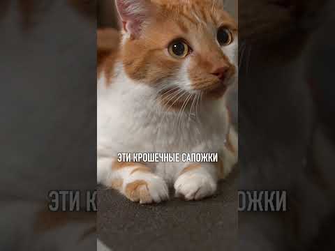Шок‼️Зачем нужен груминг кошкам❓😨 читай в коментах👇
