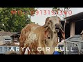 World Top Most Gir Bull Arya | ARYAMAN GIR GAUSHAL