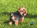 McAllen Dog Park - Sights and Sound McAllen Dog Park - Sights and Sound
