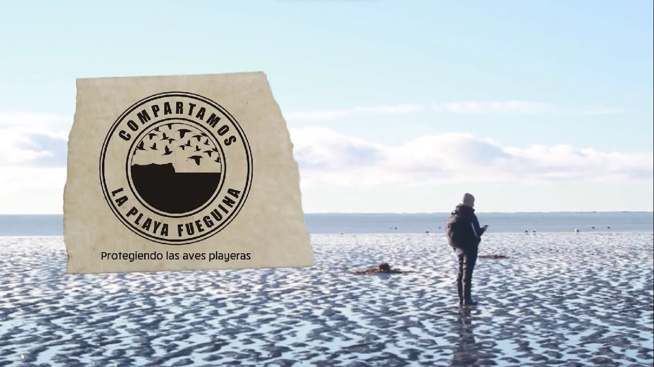 Compartamos la Playa Fueguina, Protegiendo las Aves Playeras