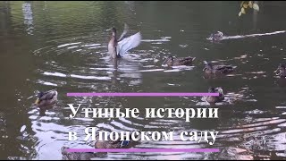 видео: Утиные Истории в Японском Саду | Утки Блогеры | В мире животных картинка: Утиные Истории в Японском Саду | Утки Блогеры | В мире животных