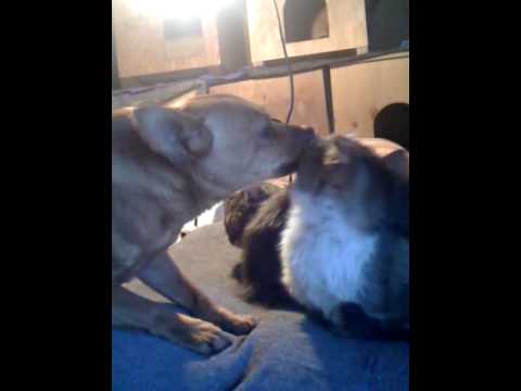  Cat  Dog Love Cane che lecca il muso di  un gatto Dog 