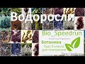 16. Водоросли (Speedrun ботаника 6 класс, ЕГЭ, ОГЭ 2021)