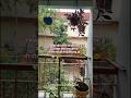 small balcony garden | balcony hanging plants | #balcony #plants #ytshorts #homeandworkstyles