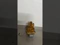 Robotics Project 3 : Ganesha chariot #diy shorts #electronics #youtubeshorts
