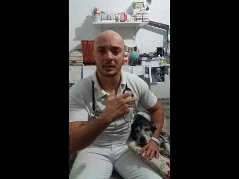 Vídeo: Dogzheimers (també Coneguda Com A Disfunció Cognitiva Canina) I Vosaltres