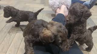 Cockapoo babies 5 weeks old by Natalie AC 304 views 1 year ago 1 minute, 2 seconds