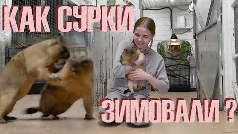 Как прошла сурочья спячка?