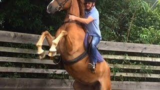 Schooling a Rearing Horse