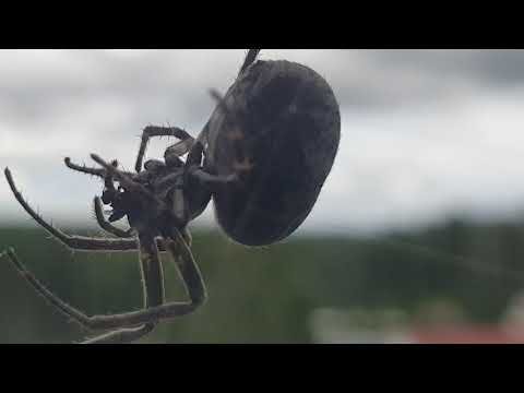 Video: Vilka Sjukdomar Bär Flugor?