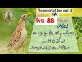 Quail Hunting Sound Night Batair Ki Night Awaz Quail Hunting Sound Night Batair Ki Night Awaz