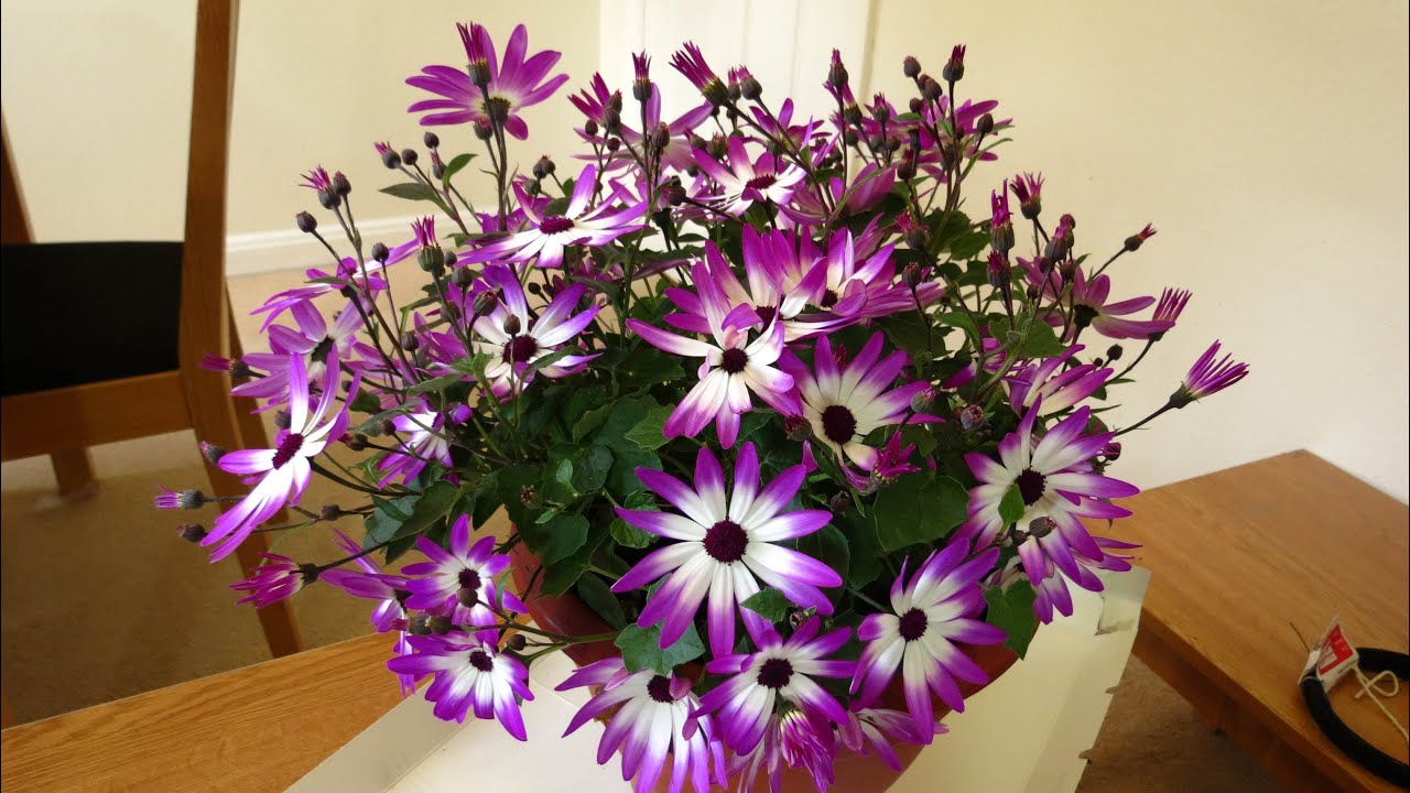 Senetti Coming Into Full Bloom