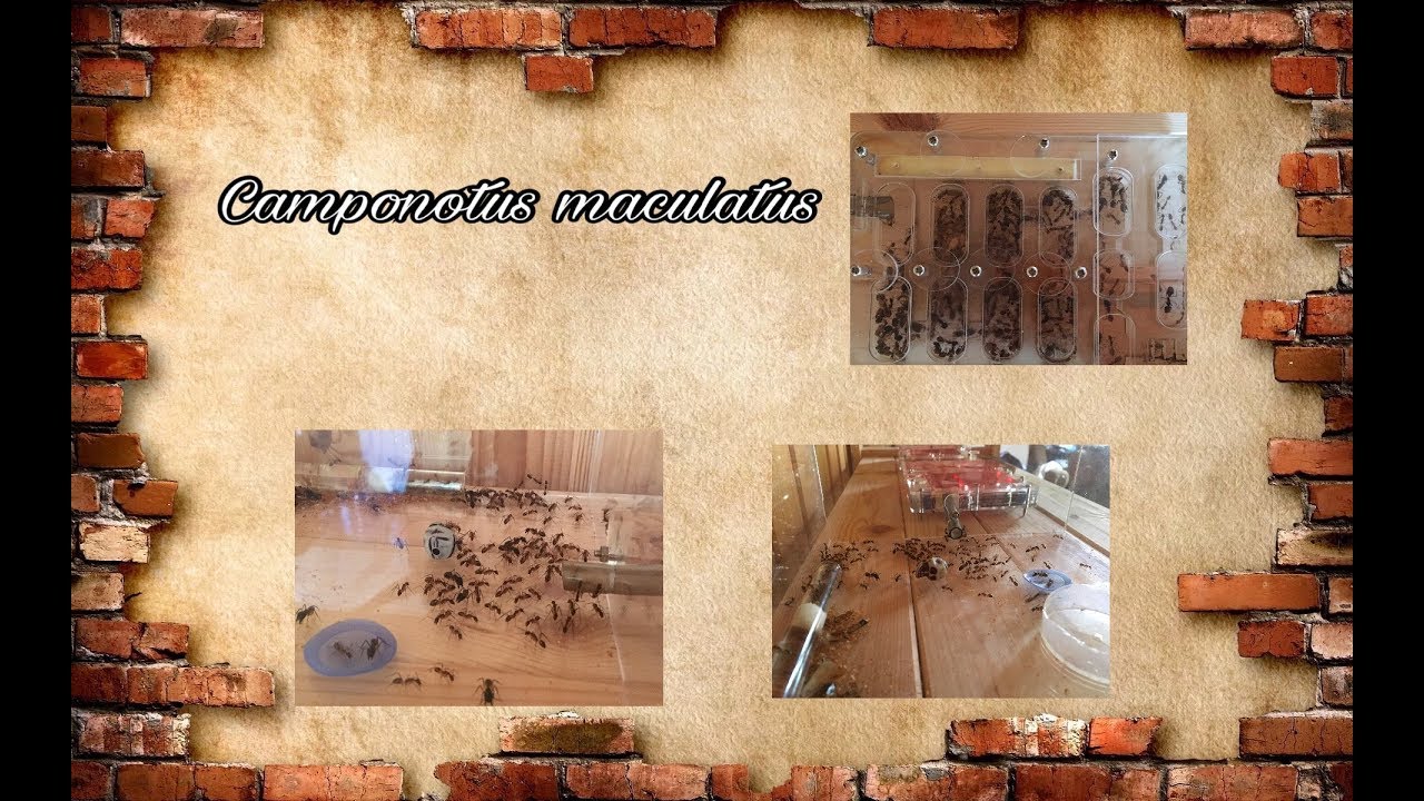 Camponotus maculatus. Обзор. # 3
