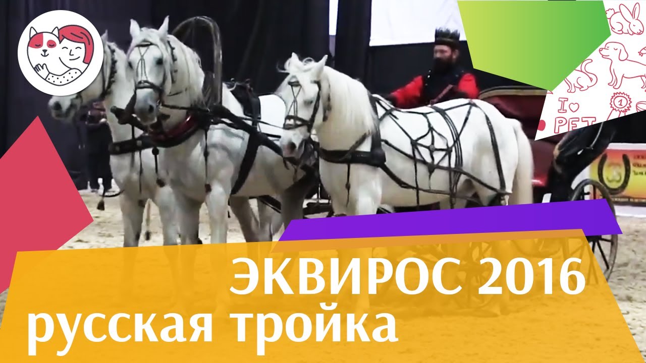 питомцы кукол лол Русская тройка ЭКВИРОС 2016 на ilikepet