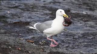 A Seagull Feasting on Crab