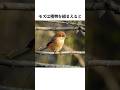 【モズ】の面白い雑学 #shorts #鳥ビア #雑学