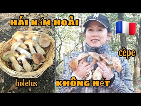 Video: Boletus trắng: ảnh và mô tả