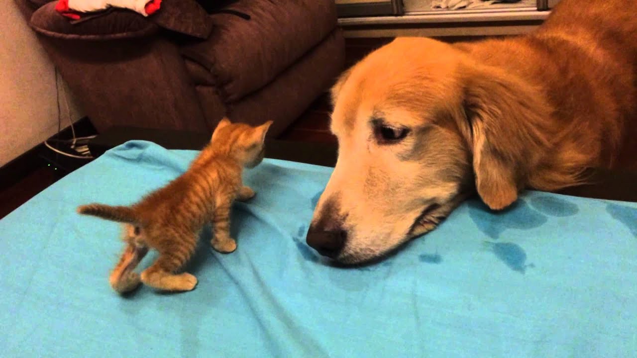 how to introduce a kitten and dog