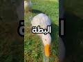 لغز الصدى المفقود هل تعلم أن البطة هي الحيوان الوحيد بدون صدى لغز البطة الصامتة