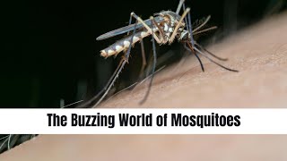 The Buzzing World of Mosquitoes || Mind Musings #mosquito #insects #publichealthawareness