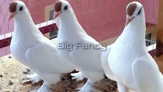 Amazing Fancy Pigeon Farm | Most Beautiful Exotic Pigeon In The world.