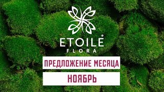 Ноябрь-2018. Стабилизированные цветы со скидкой -50% в Украине.