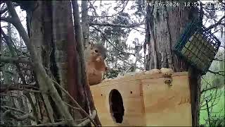 Mr Nuts Enjoying Hampton Farms Peanuts Chippy Cam 4-16-2026