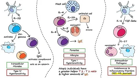 Helper T Cells - 天天要闻