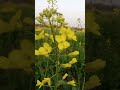 Brassica plant #nature #flowers