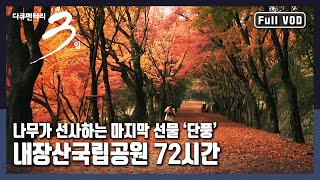 [다큐3일★풀버전] 대한민국에서 가장 늦은 가을까지🍁 만산홍엽(滿山紅葉)을 이루는 현장 